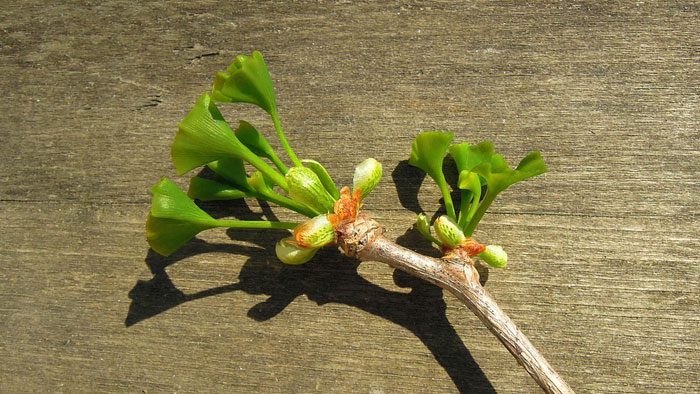 Ginkgo biloba