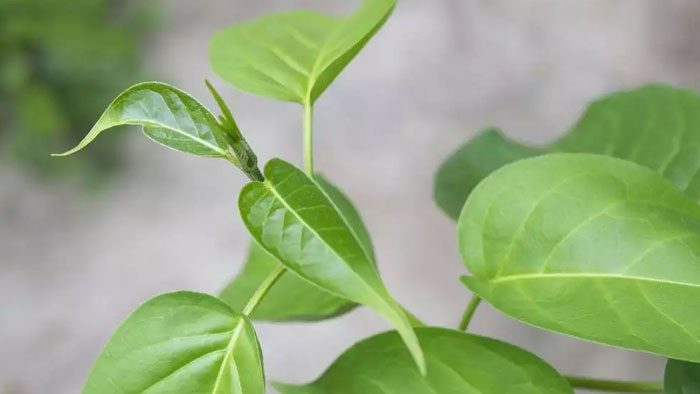 Gymnema sylvestre blog
