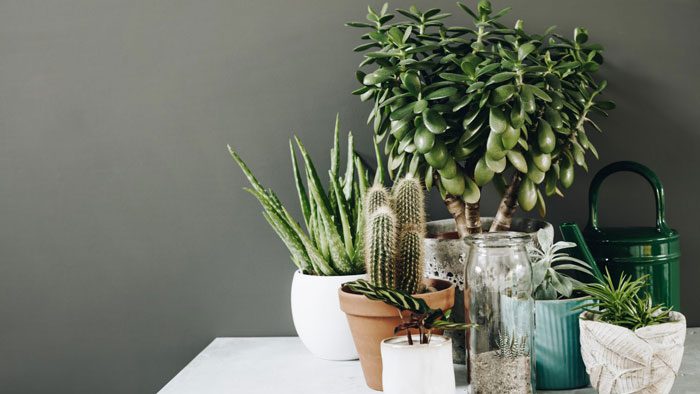 Zuiverende kamerplanten | Perfect Health