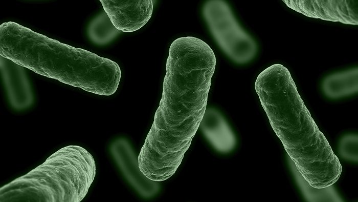 Het belang van probiotica | Perfect Health