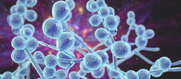 Candida in de darmen | Perfect Health