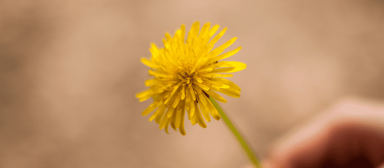 Paardenbloem