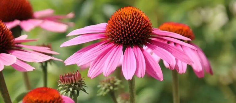 Echinacea