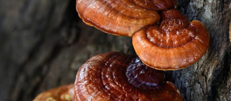 Reishi